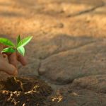 What Are Carbon Offsets? 